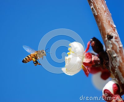 Flying Honey Bee Royalty Free Stock Images - Image: 4646909
