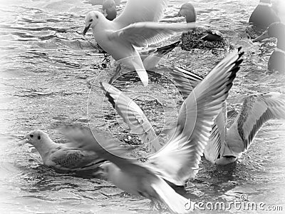 Flying sea-gull in black and white