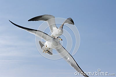 Flying sea gulls