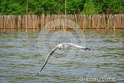 A flying seagull hovers over sea near by mangrove forest