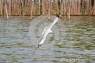 A flying seagull hovers over sea near by mangrove forest