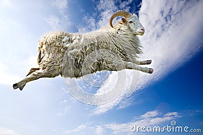 Flying Sheep