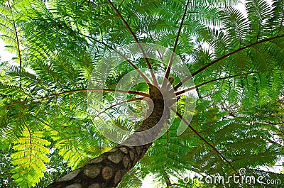 Flying spider monkey tree fern