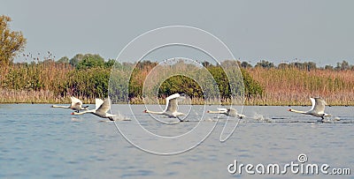 Flying swans