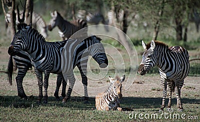 Foal of a zebra with mum.