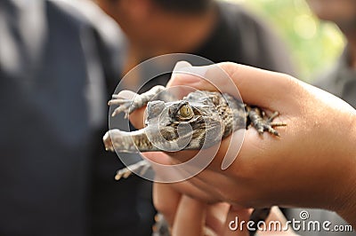 Focus eye gharial baby on hand of human