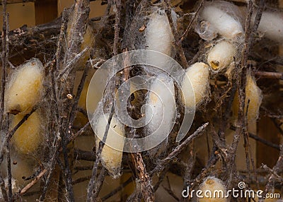 cocoons branches silkworm attached focus dry living dotted shades offers yellow different brown