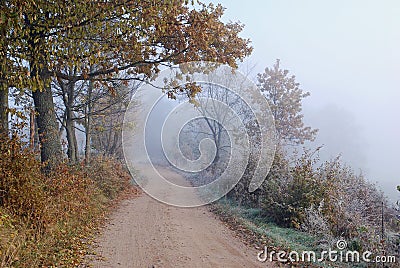 Foggy country road in autumn.