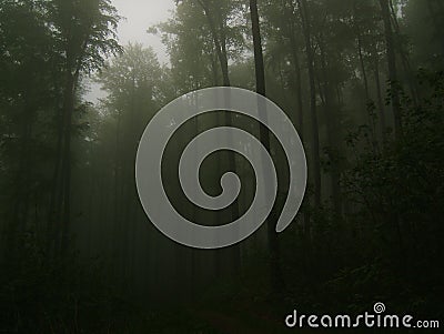 Foggy forest with dark bare trunks