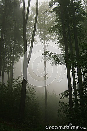 Foggy forest with dark bare trunks