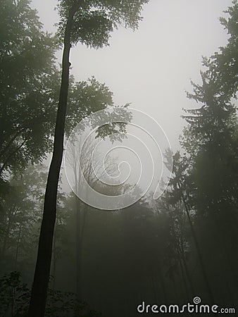 Foggy forest with dark bare trunks