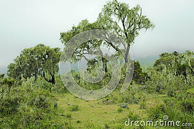 Foggy Mountain Rainforest Tanzania