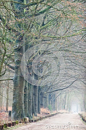 Foggy Path