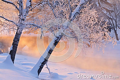 Foggy Winter Landscape