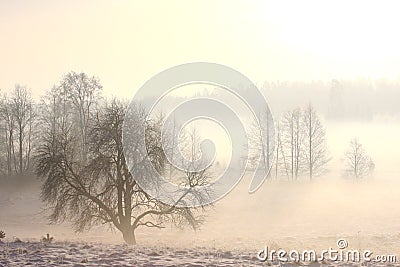 Foggy winter landscape in cold day