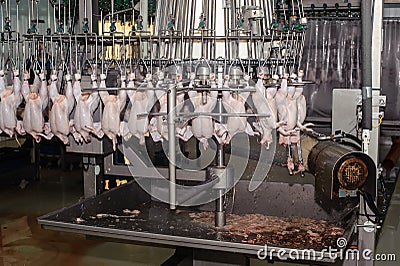 Food industry detail with poultry meat processing