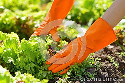 Woman in orange gloves working in the garden