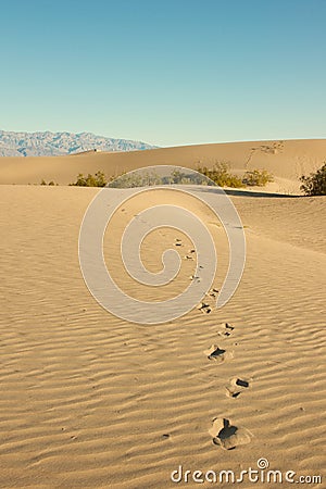 Footprints in Desert Sand