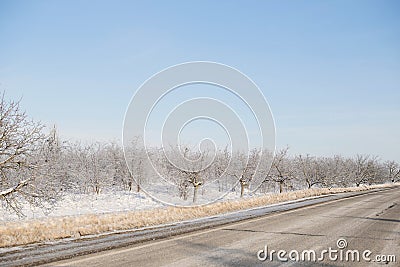 Forest along Road