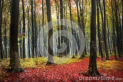 Forest during autumn. Extreme color graded