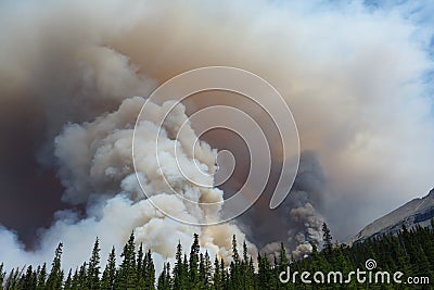A forest fire in a national park