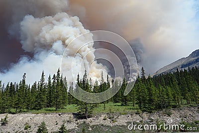 A forest fire in a national park