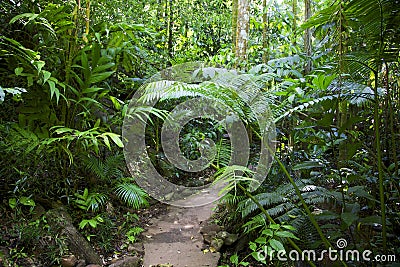 Forest Path