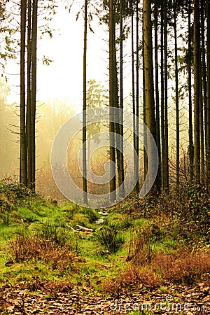 Forest with small amounts of fog