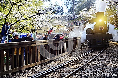 Forest train on railway with sakura in Alishan National Scenic Area