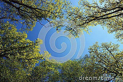 Forest trees in spring light and blue sky