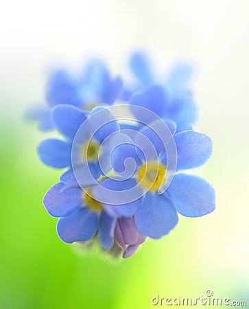 Forget me not