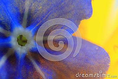 Forget-me-not flower detail