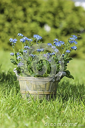 Forget me not flower in grey wooden pot