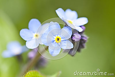 Forget me not flower