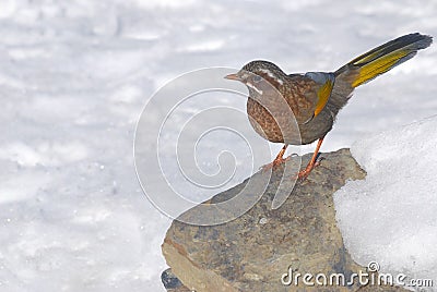 Formosan laughing thrush,wild bird.