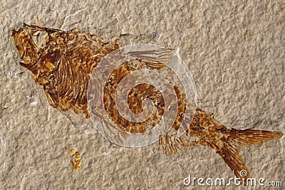 Fossilized Fish Skeleton