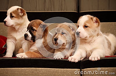 Four Alabai puppy sitting on the sofa