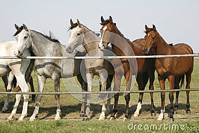 Four arabian youngster looking over corral gate at summertime