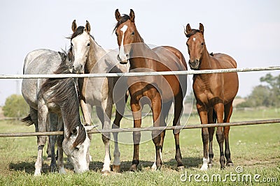 Four arabian youngsters looking over corral gate