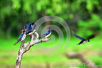 Small birds on a tree