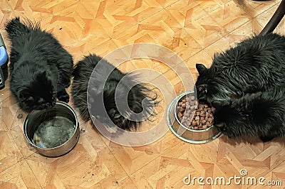 Four black cats eat