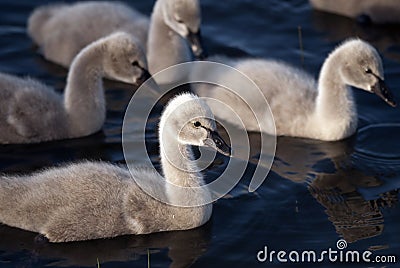 Four black swan cygnets swimming