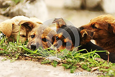 Four dog puppies lying on a grass