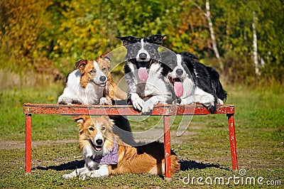 Four dogs border collie portrait