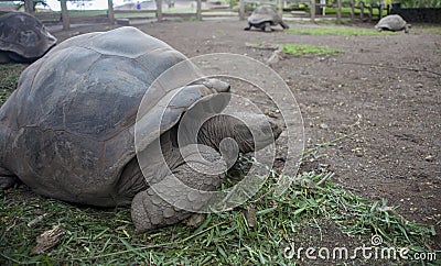 Four Giant tortoises on Mauritius Island
