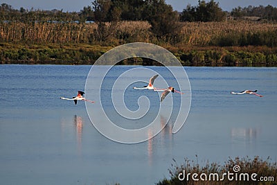 Four greater flamingos flying low over water