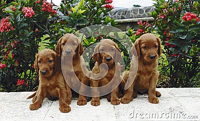 Four irish setter puppies