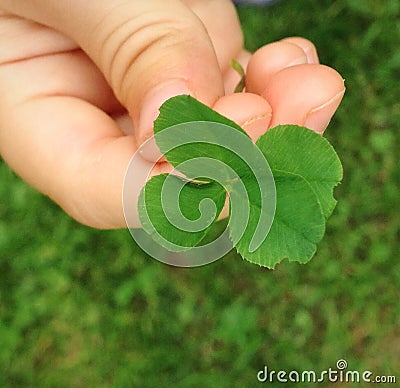 Four leaf clover in the Hand of a Child