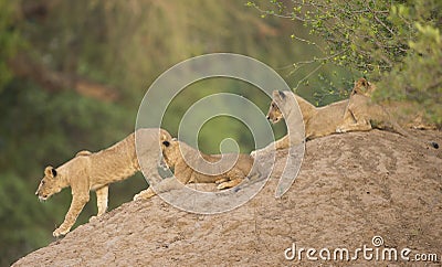 Four Lion cubs (Leo panthera) on termite mound