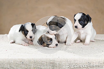 Four little Papillon puppy